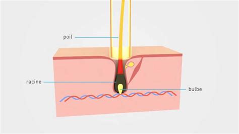 Epilium Epilation Laser Principe Et Explication Youtube