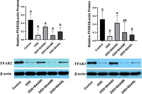 BAA6 Activated Protein Expression Levels Of FFAR2 And FFAR3 In Colon