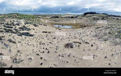Dunes At Parker River National Wildlife Refuge Stock Photo Alamy