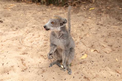 Grey Crowned Lemur Eating Fruit Stock Photo Image Of Prosimian