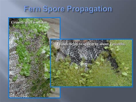 Ppt Plant Propagation Growing Ferns From Spores Powerpoint Presentation Id 1363628