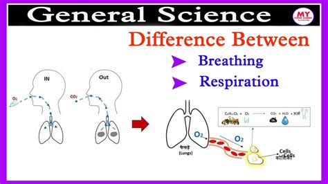 Difference Between Respiration And Breathing Youtube