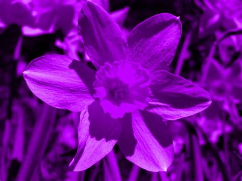 78 best images about Daffodils of many colours on Pinterest | Purple ...