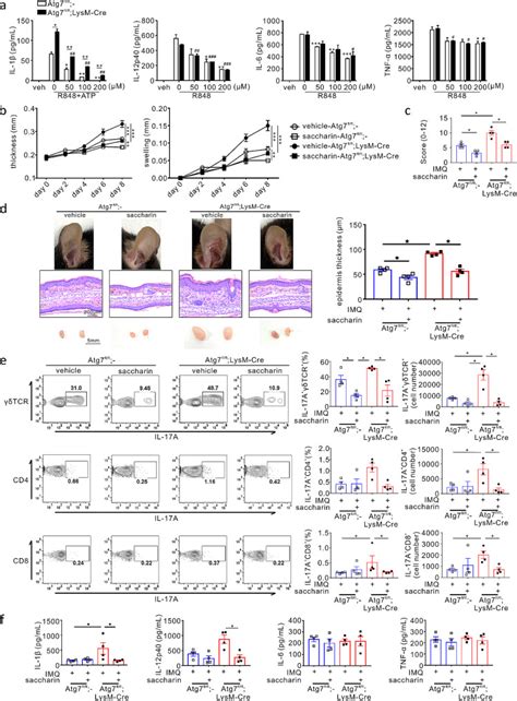 Lysm Cre Mice Jackson Laboratory Bioz