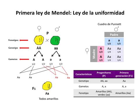 Ppt Leyes De La Herencia Powerpoint Presentation Free Download Id 5366565