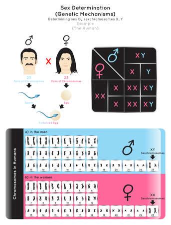 Vector Of Sex Determination Genetic Id Royalty Free