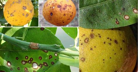 How To Identify Prevent And Control Citrus Anthracnose Disease