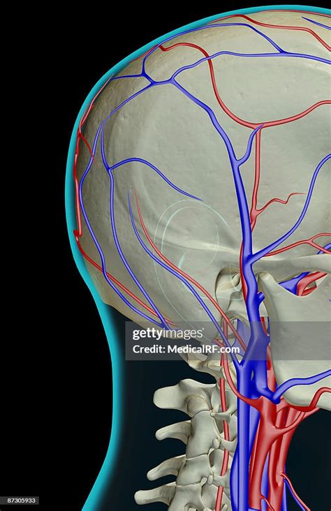 The Blood Supply Of The Head And Neck High Res Vector Graphic Getty