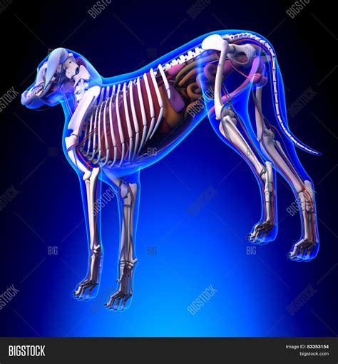 Dog Internal Organs Image & Photo (Free Trial) | Bigstock