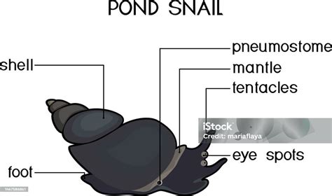 External Anatomy Of Common Airbreathing Freshwater Snail Structure Of ...