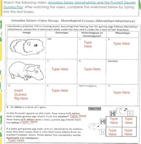 Amoeba Sisters Alleles And Genes Worksheet Answer Key