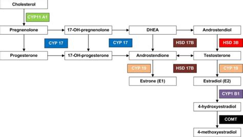 Scheme of ovarian steroidogenesis. | Download Scientific Diagram