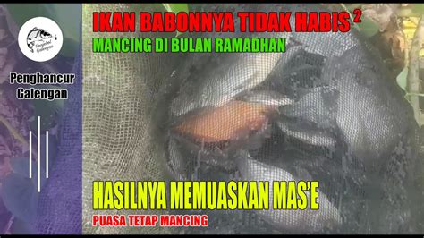 Ikan Babon Di Lamongan Tidak Pernah Habis Sensasi Tarikan Ikan Nila