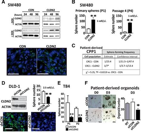 Tight Junction Protein Claudin 2 Promotes Self Renewal Of Human