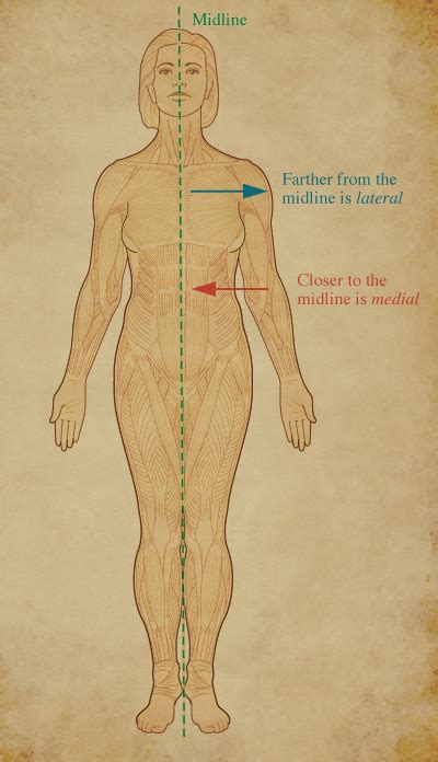 Human Anatomy for the Artist: December 2011