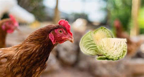 La Poule Limousine Mes Poules