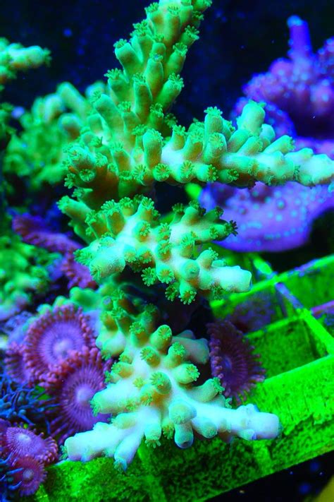 Acropora Wysiwyg Korallen Kaufen Steinkorallen Korallen