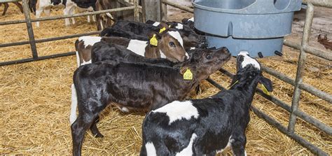 Successful Calf Rearing Getting The Basics Right Agritech