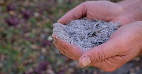 Voici Pourquoi Et Comment Mettre De La Cendre De Bois Au Pied De Ses