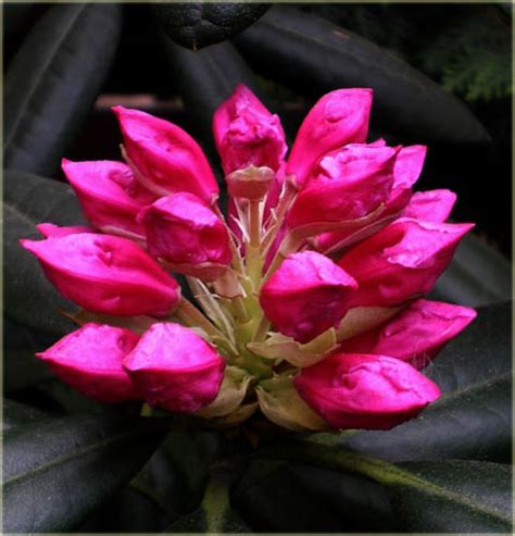 Rododendron wielkokwiatowy Haaga Rhododendron Haaga