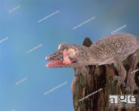 Henkels Leaf Tailed Gecko Henkels Leaf Tailed Gecko Uroplatus