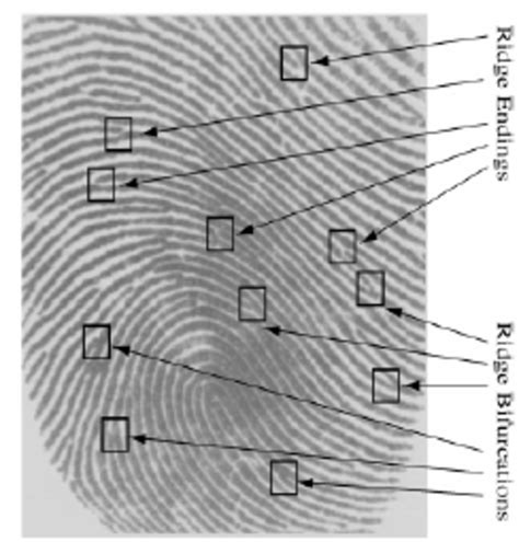 Fingerprint Minutiae Description | Download Scientific Diagram