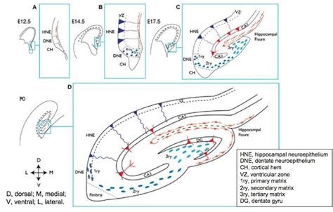 1 Development Of The Hippocampus Adapted From Urban Et Al Download Scientific Diagram