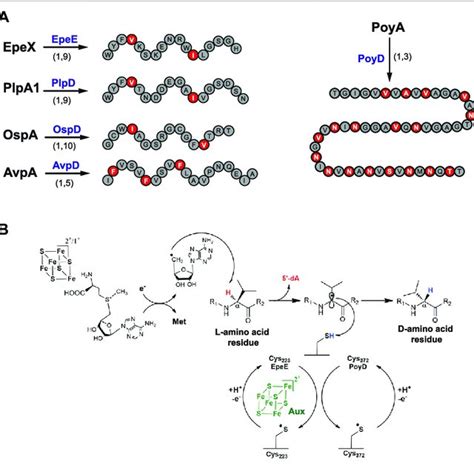 Structures Of Radical Sam Enzymes Catalyzing C C Bond Formation Pqqe