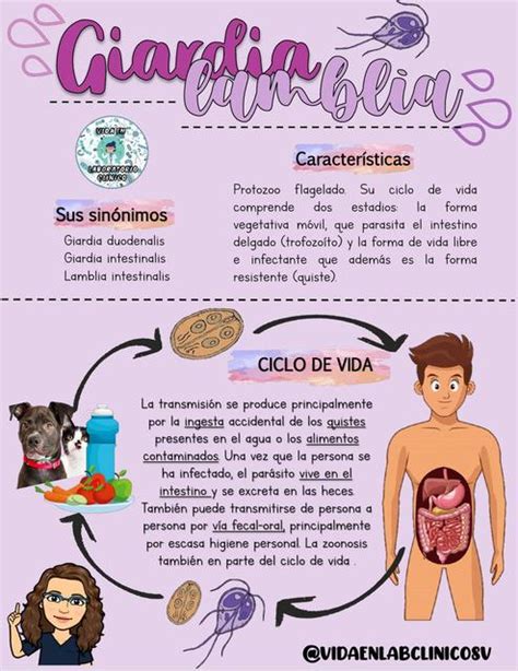 Parasitología Giardia Lamblia Enfermedades Parasitología Udocz