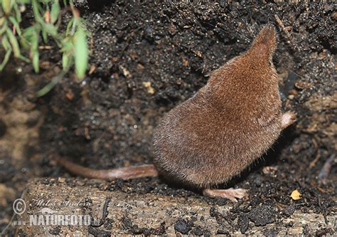 Common Shrew Photos, Common Shrew Images, Nature Wildlife Pictures ...