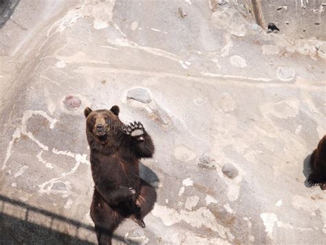 Hokkaido Brown Bear at Noboribetsu Bear Park during Winter Japan Stock ...