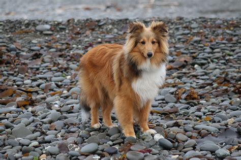 Bryn Sheltie Mini Collie Collie