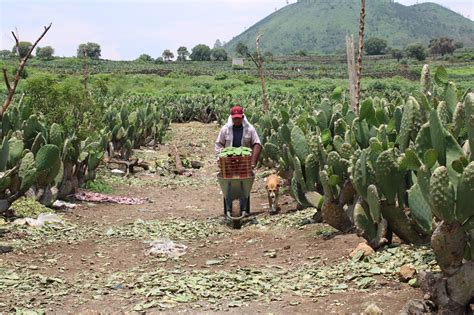 Milpa Alta El Cultivo De Nopal En La Ciudad De México Orc