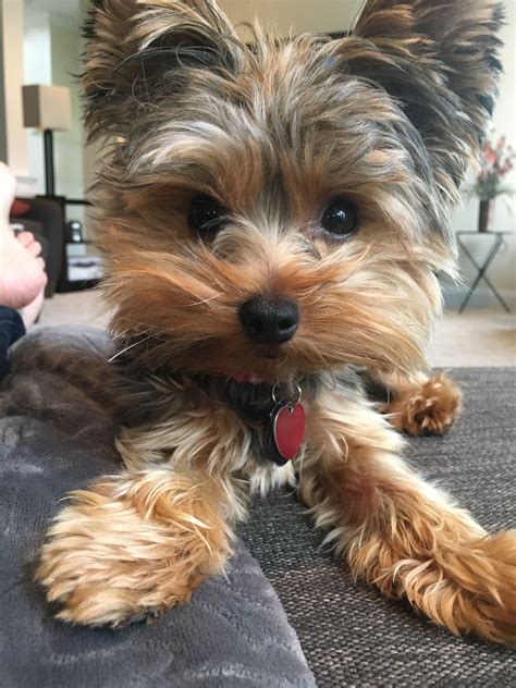Yorkie Tiny Paws