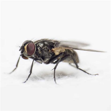 How To Get Rid Of Cluster Flies How I Get Rid Of