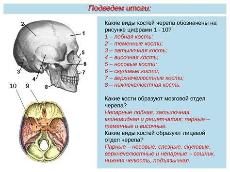 Лобная кость: где находится, особенности нормальной анатомии, из чего ...