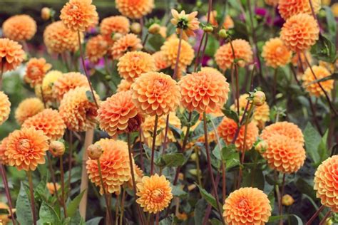 dahlias varieties  grow  bold garden color gardening