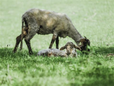 Free Images Mammal Wildlife Grazing Grass Terrestrial Animal