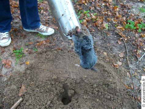 Piege Rat Taupier Guillotine Taupier Sur La France