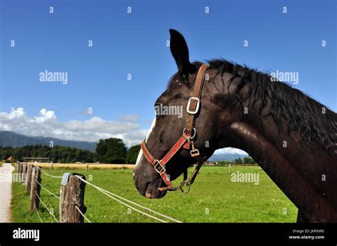 Horses In The Field Stock Photo Alamy