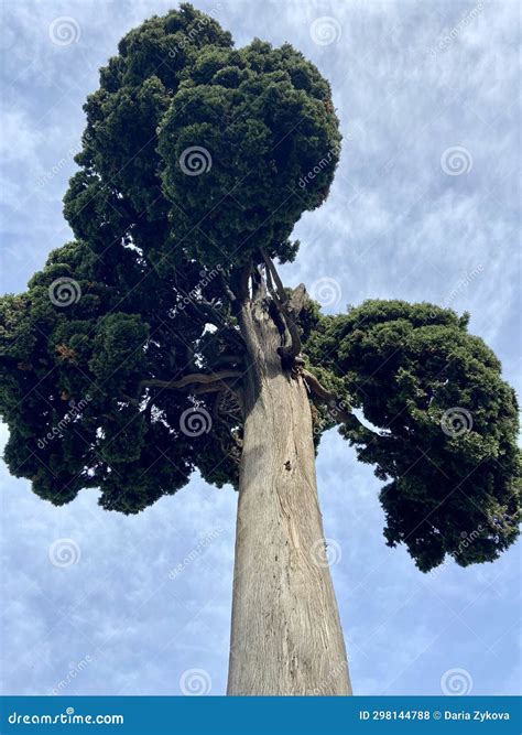 Tree Crown Stock Photo Image Of Beautiful Nature Trunk 298144788