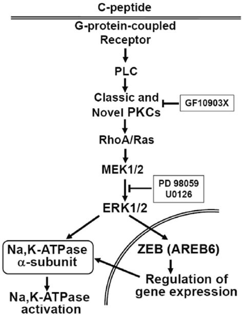 Na K Atpase Expression Regulates Via Pkc Erk And Zeb Activation