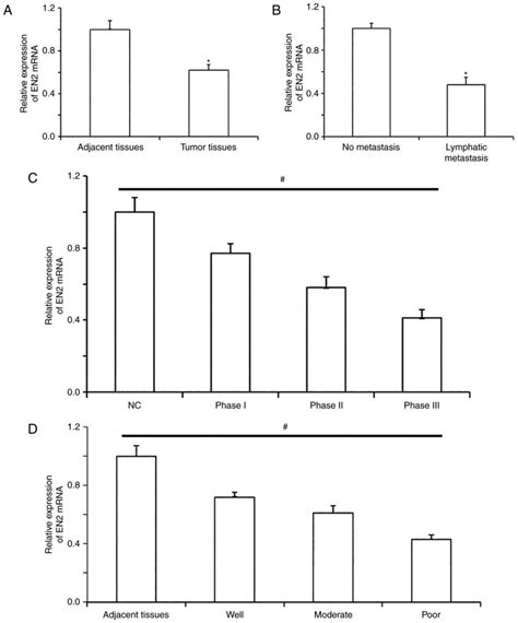 Expression Of Engrailed Homeobox 2 Regulates The Proliferation