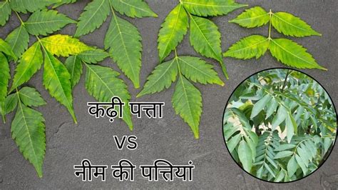 Neem Leaves Vs Curry Leaves कढ़ी पत्ता या नीम की पत्तियां बालों के स्वास्थ्य के लिए कौन है