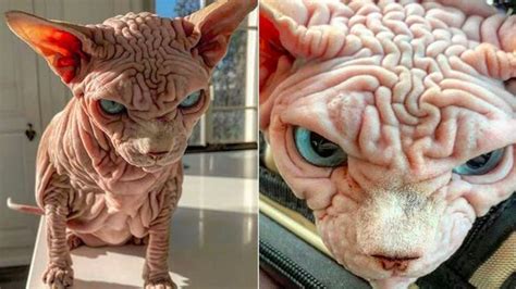 Il gatto più spaventoso del mondo in realtà è un dolcissimo Sphynx la