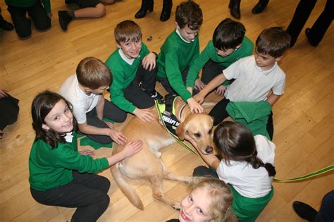 What Are The Benefits Of Therapy Dogs In Classrooms