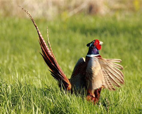 Wildthingstodo - Middle Creek WMA