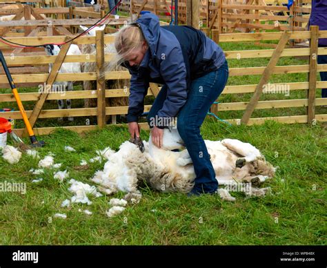 Woman Sheep Shearing Hi Res Stock Photography And Images Alamy