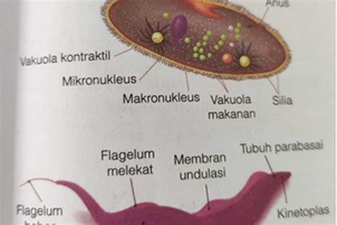 Latihan Contoh 30 Soal Dan Kunci Jawaban UAS Biologi Kelas 11 Semester