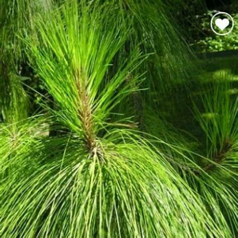 jual daun pinus segar shopee indonesia